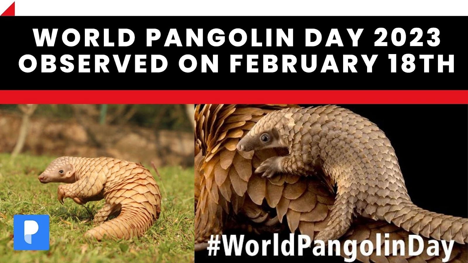 World Pangolin Day 2023 observed on February 18th