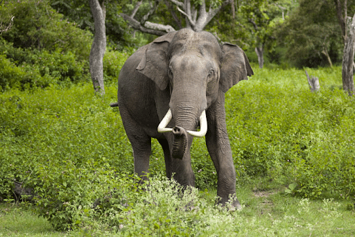 Asian Elephant Has Lost Most Of Its Optimal Habitat In Nilgiri Reserve'  (UPSC Current Affairs)