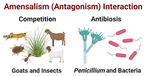 Types of Biotic Interactions - Environment Notes