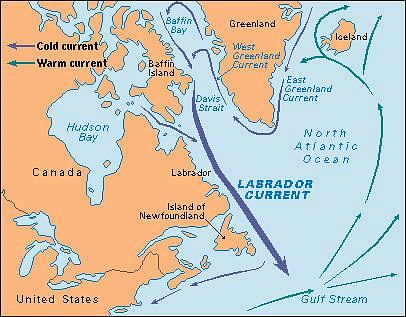 Labrador Current Oceanic Currents Geography Notes   085e3a22f9c0da42ac14506dd6fa308f 