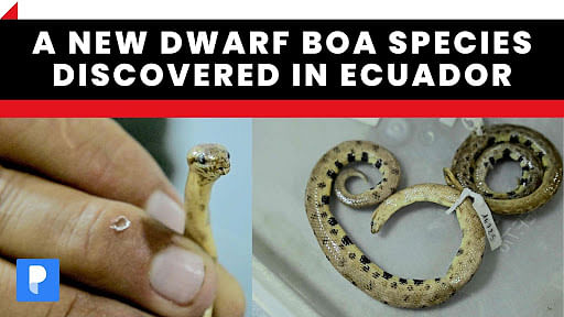 For the First Time in 133 Years, a New Species of Boa Was Discovered in the  Dominican Republic, Smart News