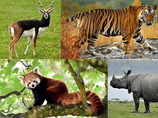 Critically Endangered Animals in India - Environment Notes