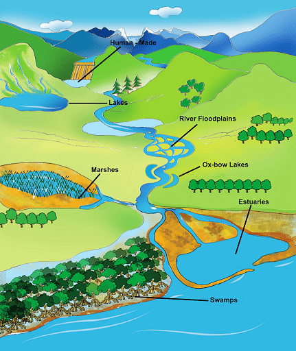 Classification of Wetlands - Environment Notes