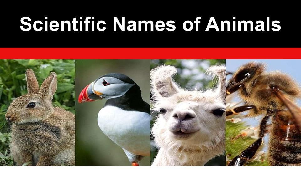 Scientific Names of Animals: List of Scientific Names of Common Animals