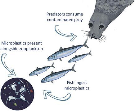 Zooplankton - Environment Notes