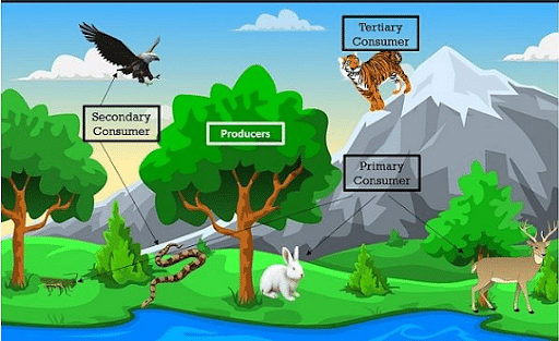 terrestrial ecosystems examples