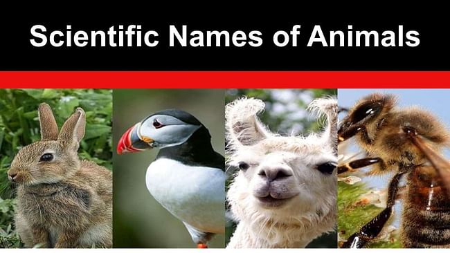 Scientific Names of Animals: List of Scientific Names of Common Animals