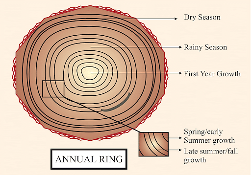 Growth rings of a spruce tree. Horizontal cross... - Stock Photo [97751217]  - PIXTA