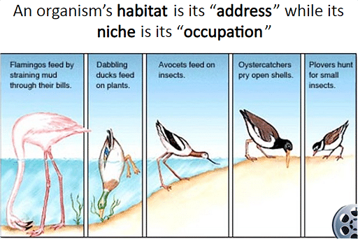 niche ecology