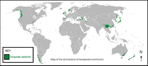 Temperate Rainforests - Environment Notes