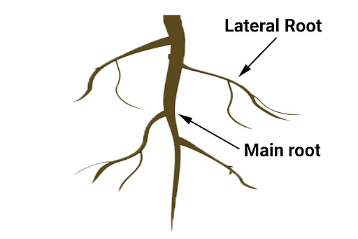 Difference Between Taproot and Adventitious Root | Compare the Difference  Between Similar Terms