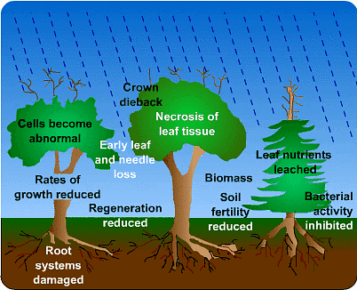 Impact Of Acid Rain - Environment Notes