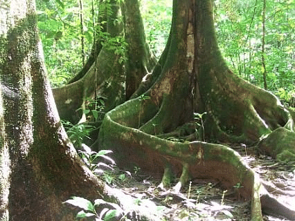 Tropical Moist Deciduous Forests - Environment Notes