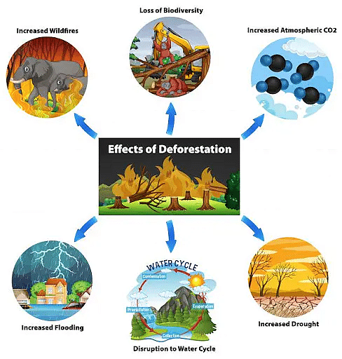 Impacts of Deforestation - Environment Notes
