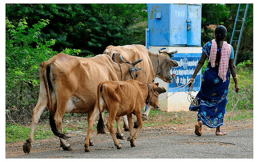 Do Not Ignore The Role of The Woman Livestock Farmer (UPSC Current Affairs)