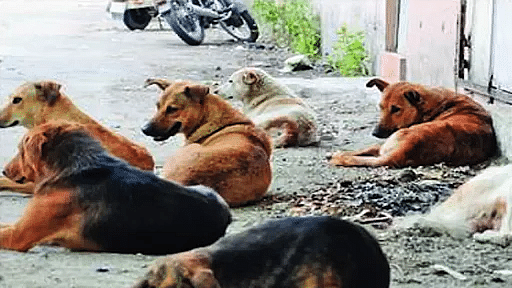 Coming, A Tough Law To Prevent Cruelty To Animals. Why Is It Needed? (UPSC  Current Affairs)