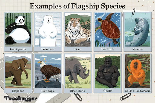 Flagship Species - Environment Notes