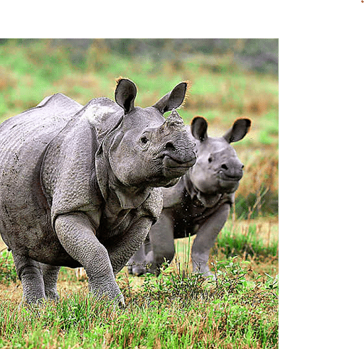 Rhino horns have shrunk over the past century, study finds, Science & Tech  News