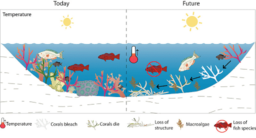 Coral Reefs: What is Coral Bleaching? - ClearIAS